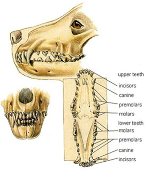 How many teeth do dogs have?